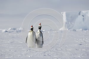 Christmas in Antarctica