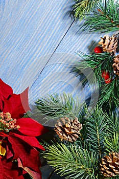 Christmas background. Artificial spruce branches with cones and red poinsettia flower on a blue wooden surface.