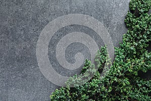 Christmas background with border of fluffy green fir branches on a textured dark gray background