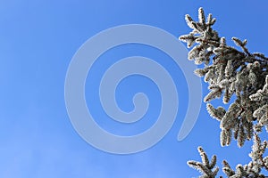 Christmas background with fir branches against blue sky