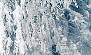 Christmas background with fir branches covered with snow, winter holiday. Beautiful snowy spruce trees in frozen mountains