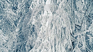 Christmas background with fir branches covered with snow, winter holiday. Beautiful snowy spruce trees in frozen mountains