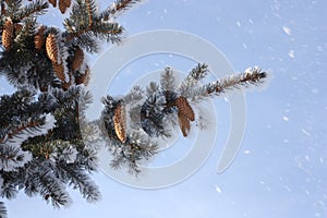 Christmas background with fir tree branch and cones. Winter Christmas landscape with snowfall