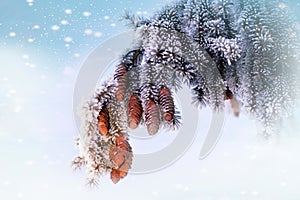 Christmas background with fir tree branch.Winter
