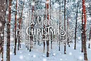 Christmas background with fir trees and blurred background of winter with text Merry Christmas and Happy New Year. Frosty winter