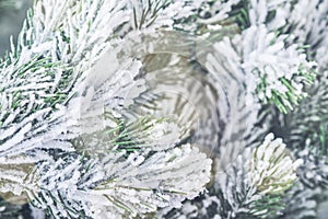 Christmas background. Frosty snow fir tree branches with garland lights or bokeh. Christmas and New Year greeting card. Christmas