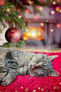 Christmas background with gray cat sleeps comfortably near the fireplace.