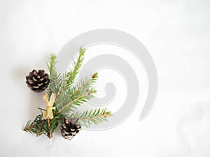 Christmas background. green spruce twigs