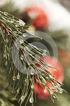 Christmas background green tree branch with water drops and red toy ball at back