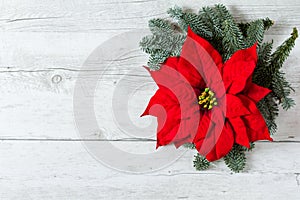 Christmas background with Poinsettia star flower