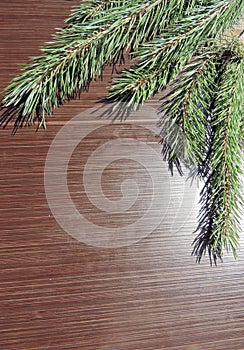 Christmas background with real pine branches