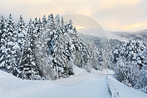 Christmas background with a road leading through a forest of snowy fir trees
