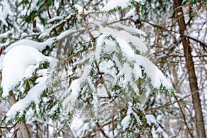 Christmas background with snowy branches of the fir trees. Snow covered trees in the winter forest.