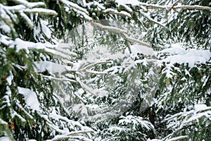 Christmas background with snowy branches of the fir trees. Snow covered trees in the winter forest.