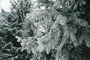 Christmas background with snowy fir trees