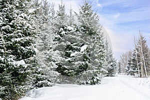 Christmas background with snowy fir trees. Snow covered trees in the winter forest.