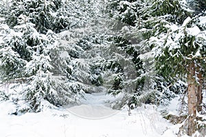 Christmas background with snowy fir trees. Snow covered trees in the winter forest.