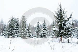 Christmas background with snowy fir trees. Snow covered trees in the winter forest.