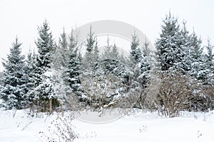 Christmas background with snowy fir trees. Snow covered trees in the winter forest.