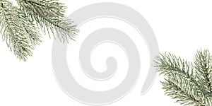 Christmas background with snowy green fir tree twig isolated on white