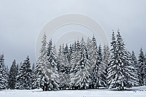 Christmas background of snowy winter landscape