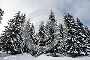 Christmas background of snowy winter landscape