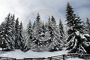 Christmas background of snowy winter landscape