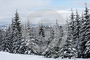 Christmas background of snowy winter landscape