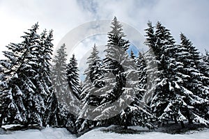 Christmas background of snowy winter landscape