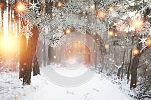 Christmas background. Winter forest with glowing snowflakes. Christmas forest with snowy road. Pine branches with hoarfrost