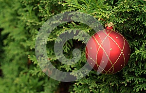 Christmas ball on an evegreen tree