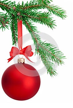 Christmas ball hanging on a fir tree branch Isolated on white