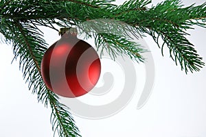 Christmas Ball on Tree, white background