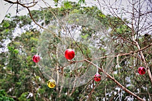 Christmas balls of different colors hanging from the dry tree in the square