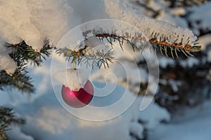 Christmas balls on a growing tree