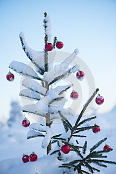 Sfera sul un albero 