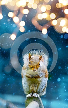 Christmas banner background; cute squirrel in winter garden