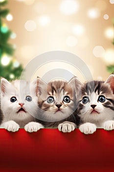 Christmas banner with cute kittens. Group cats with red Santa hats above white banner looking at camera. Christmas