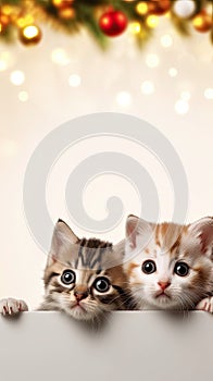 Christmas banner with cute kittens. Group cats with red Santa hats above white banner looking at camera. Christmas
