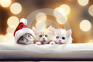 Christmas banner with cute kittens. Group cats with red Santa hats above white banner looking at camera. Christmas