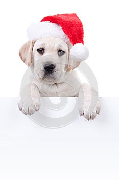 Christmas Banner Dog