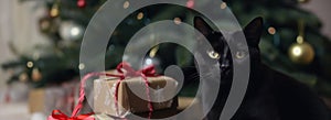 Christmas banner. Festive purrfect presents. Black feline near gift boxes on Xmas tree background.