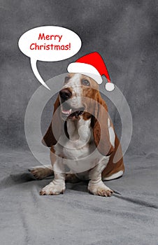 Christmas Basset Hound