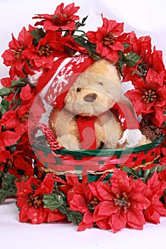 Christmas bear and poinsetta