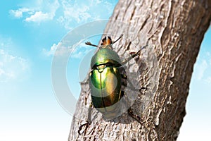 Christmas beetle