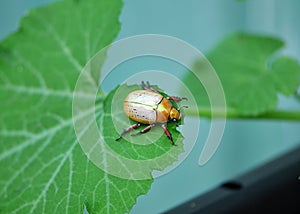 Side view Australian Christmas beetle on a zucchini Courgette leaf