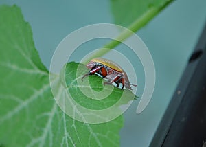 Side view Australian Christmas beetle on a zucchini Courgette leaf