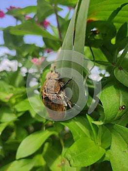 The Christmas beetle is the name commonly used for the Australian beetle Anoplognathus.