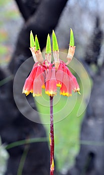 Christmas bells growing in regenerating heath after bushfire