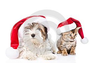 Christmas Bengal cat and Biewer-Yorkshire terrier puppy in red santa hat. isolated on white background